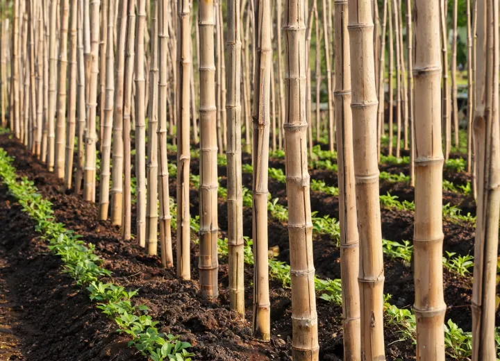 Bamboo nursery stakes